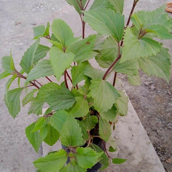 Ageratina adenophora Leaf