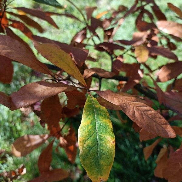 Quercus oglethorpensis Blatt