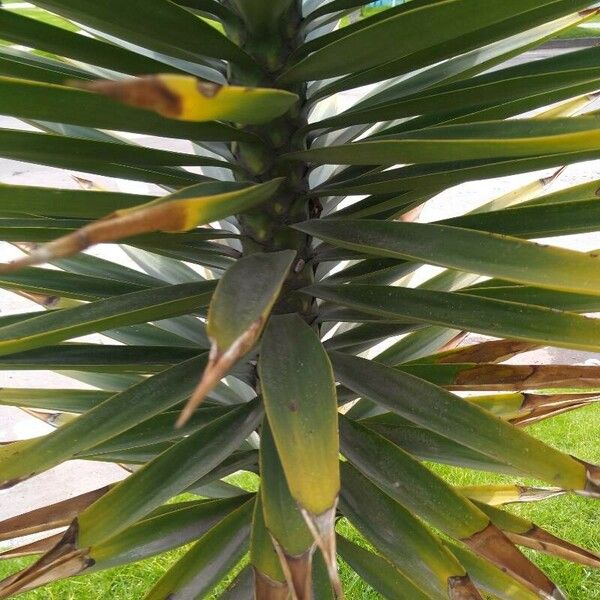 Yucca gigantea Φύλλο