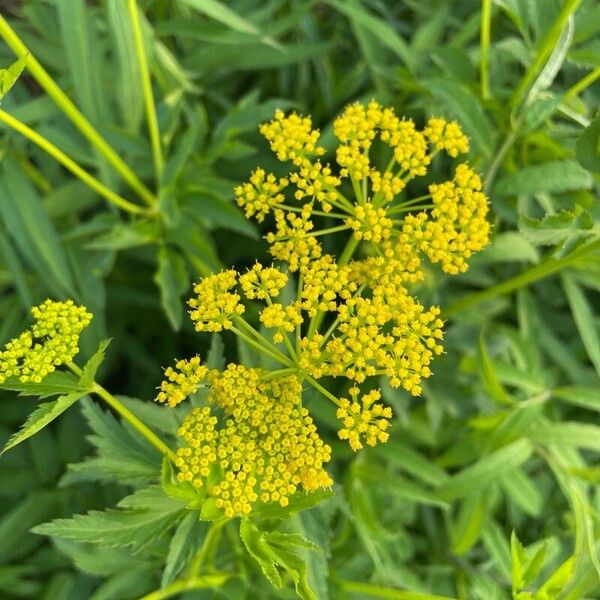 Zizia aptera Flower