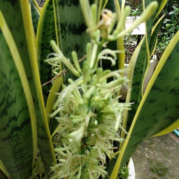 Sansevieria trifasciata Blomst