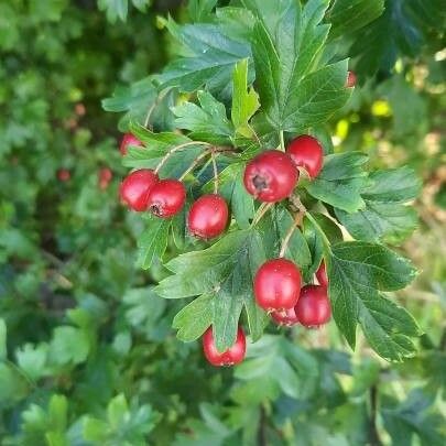 Crataegus monogyna Плод