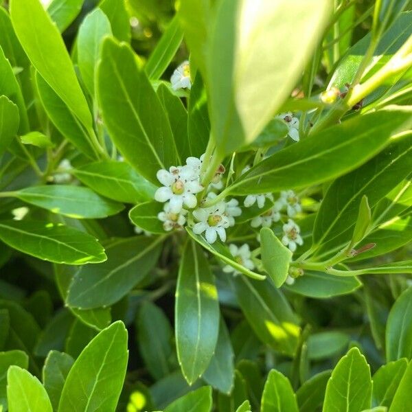 Ilex glabra Blomma