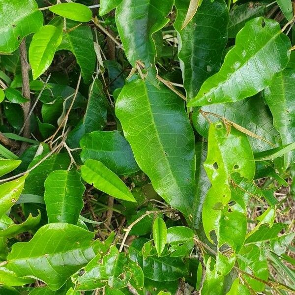 Croton dichogamus Blad