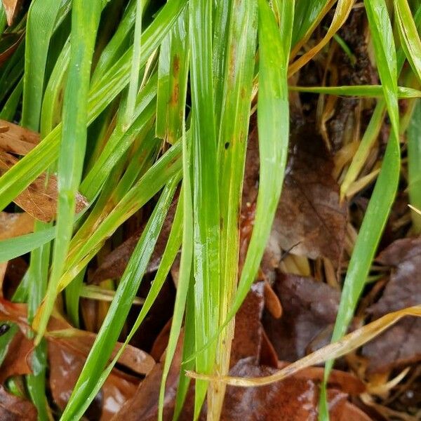 Carex pendula Leaf