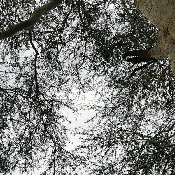 Vachellia xanthophloea Fuelha