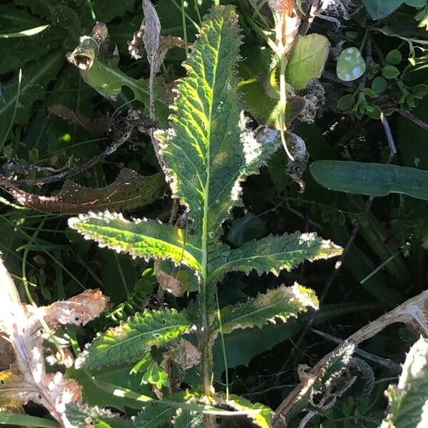 Rapistrum rugosum Leaf