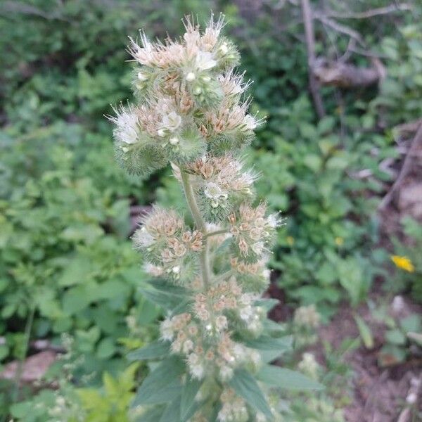 Phacelia heterophylla Flower