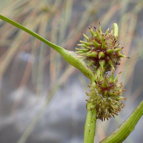 Sparganium angustifolium Frukt