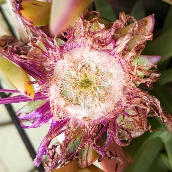 Carpobrotus acinaciformis Altro