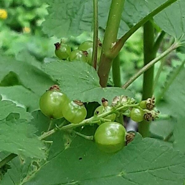 Ribes aureum Fruto