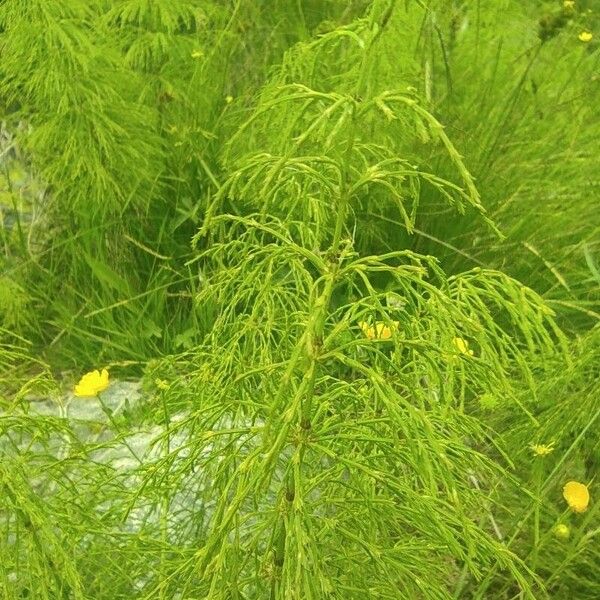 Equisetum sylvaticum Fiore