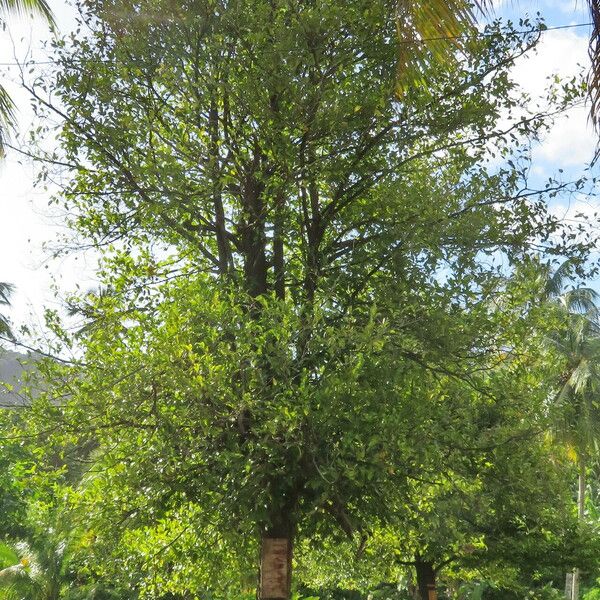 Myristica fragrans Hábito