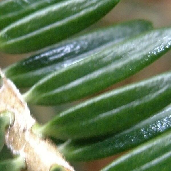 Abies nebrodensis Leaf