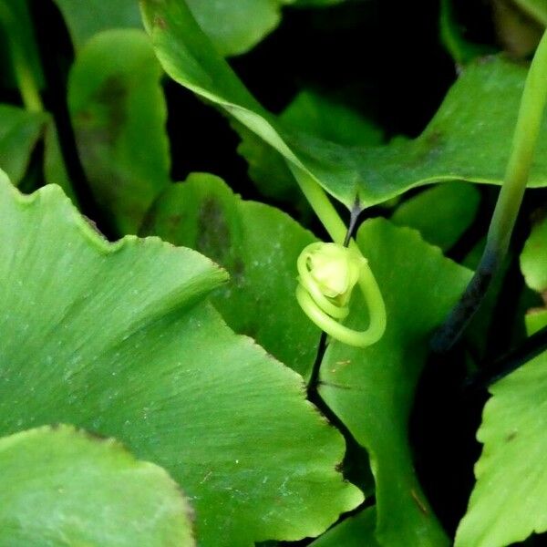 Adiantum peruvianum List