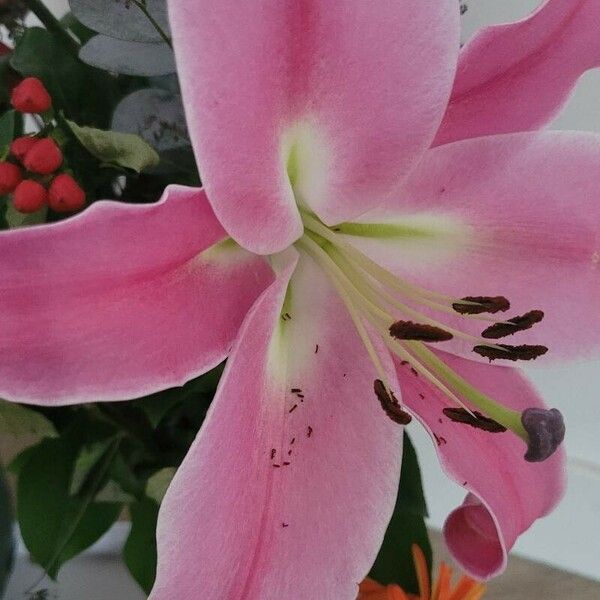 Lilium candidum Flower