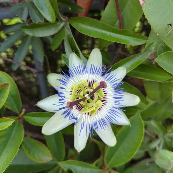 Passiflora caerulea Flower