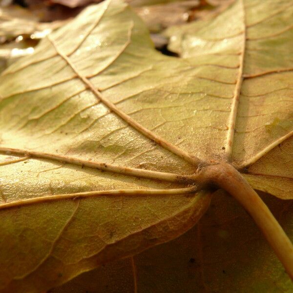 Acer pictum Feuille