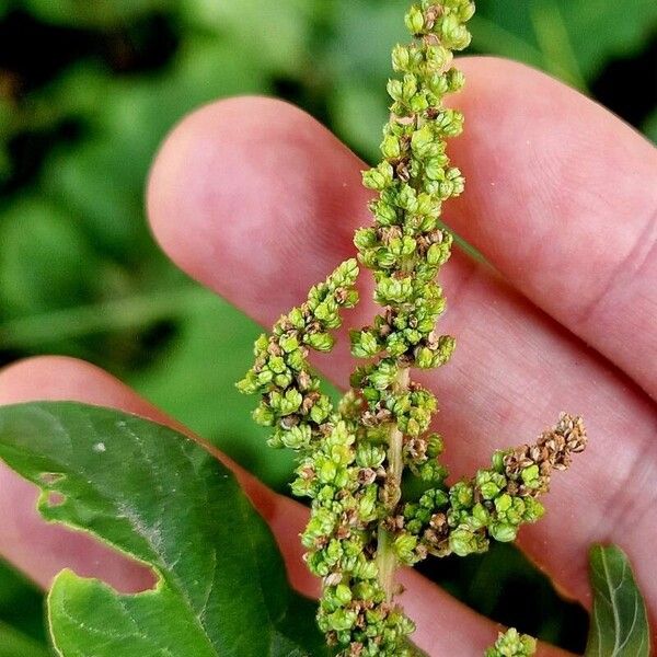 Amaranthus viridis Frucht