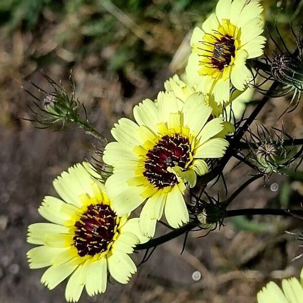 Tolpis barbata Blüte