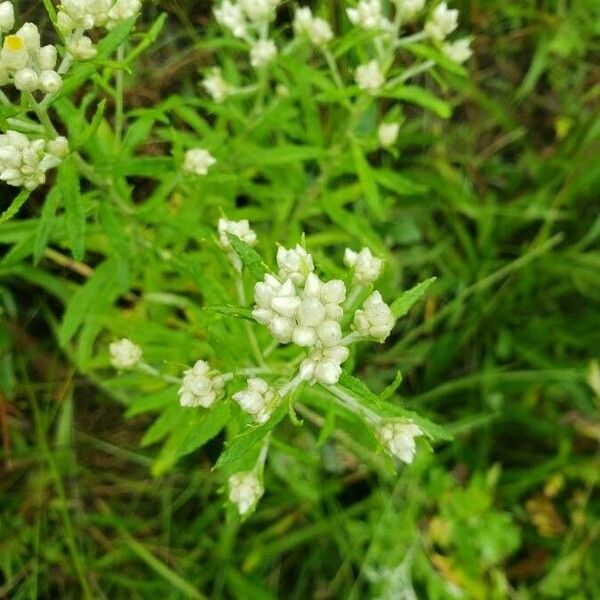 Anaphalis margaritacea Flor