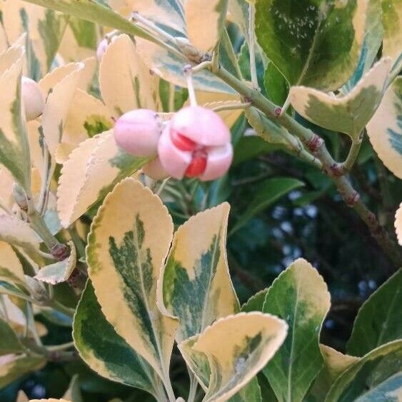 Euonymus japonicus Fruit