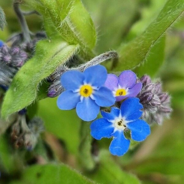 Myosotis alpestris Květ