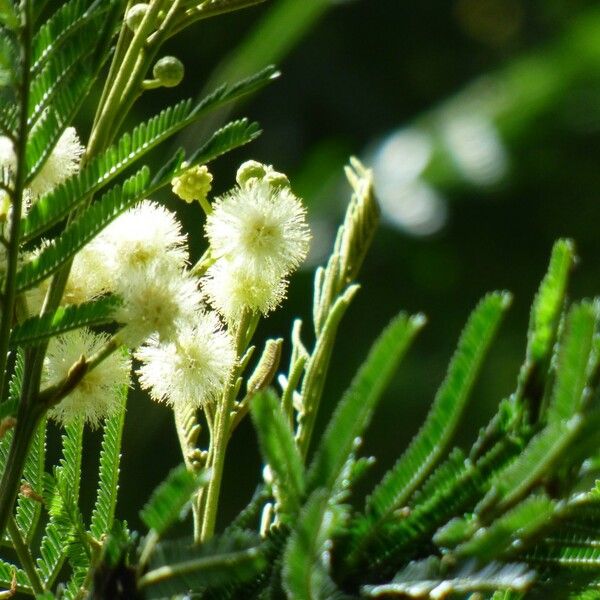 Acacia mearnsii Blomma