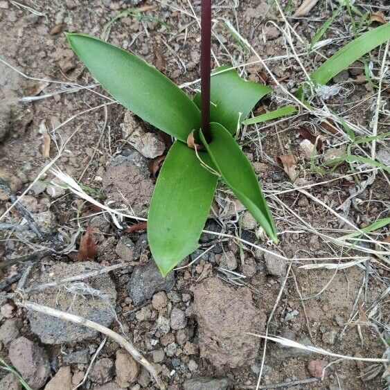 Scilla haemorrhoidalis Leaf