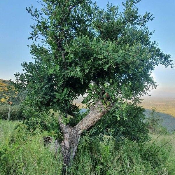 Sclerocarya birrea Liść