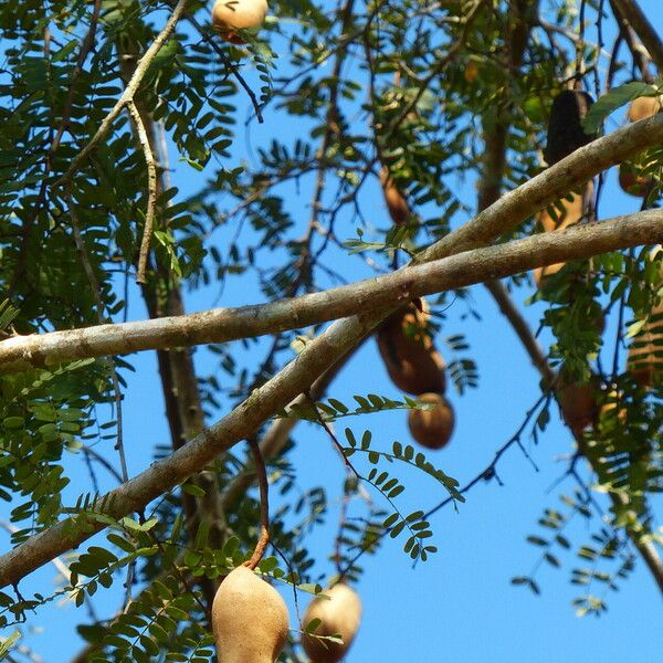 Tamarindus indica Gyümölcs