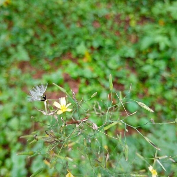 Lactuca muralis Flor