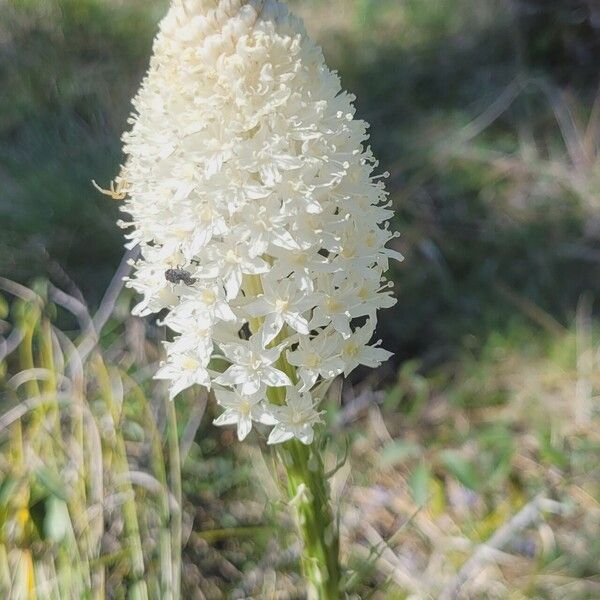 Xerophyllum tenax പുഷ്പം