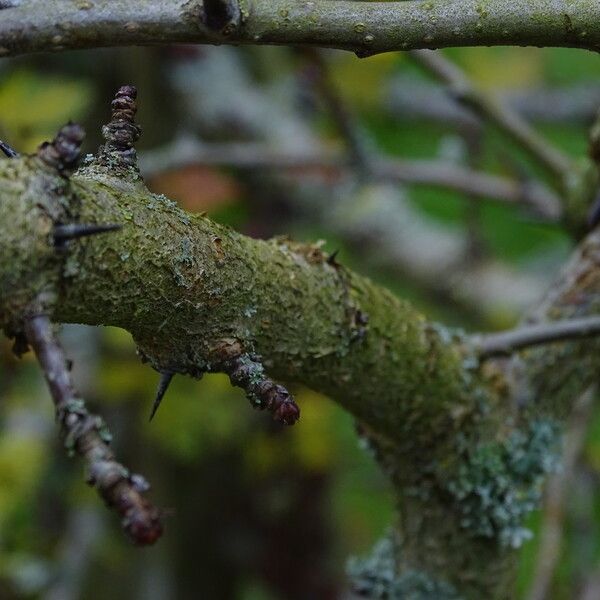 Crataegus chungtienensis