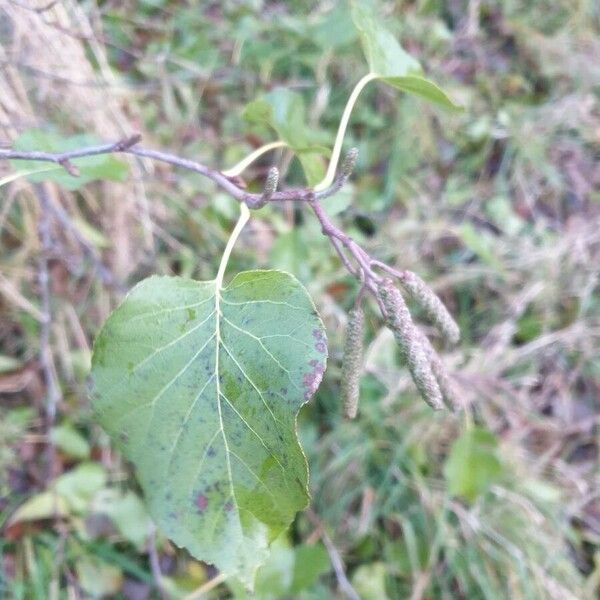 Alnus cordata Лист