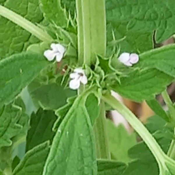 Chaiturus marrubiastrum പുഷ്പം