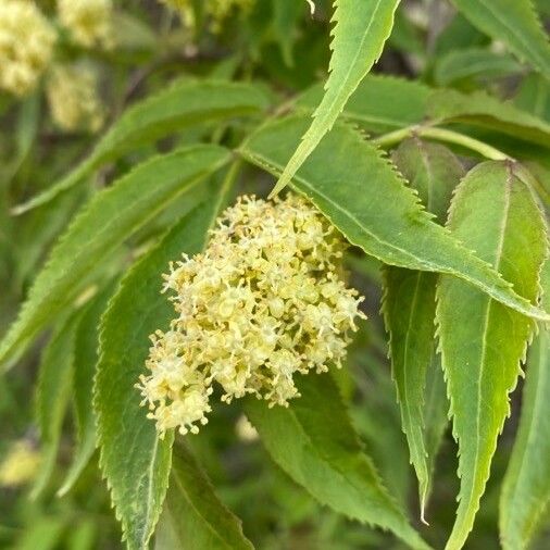 Sambucus racemosa Virág