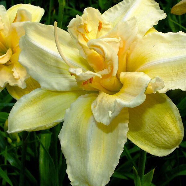 Hemerocallis lilioasphodelus 花