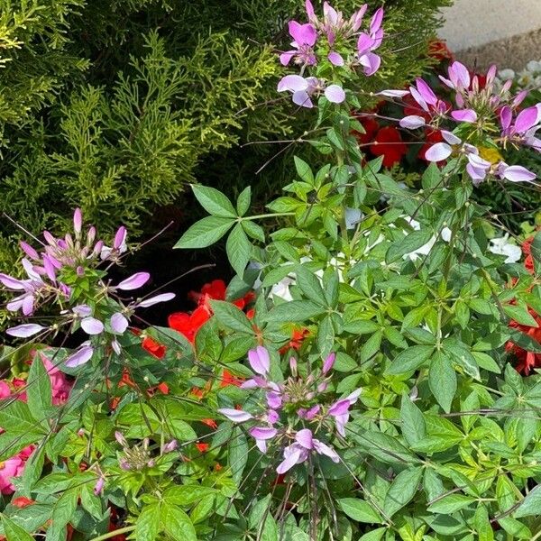 Cleome houtteana 花