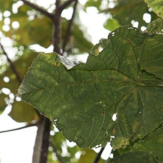 Dombeya pilosa Ліст