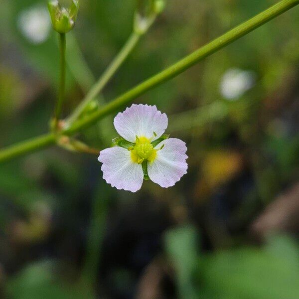 Alisma plantago-aquatica Flor