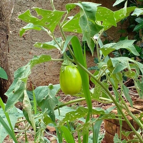 Solanum aethiopicum Fruto