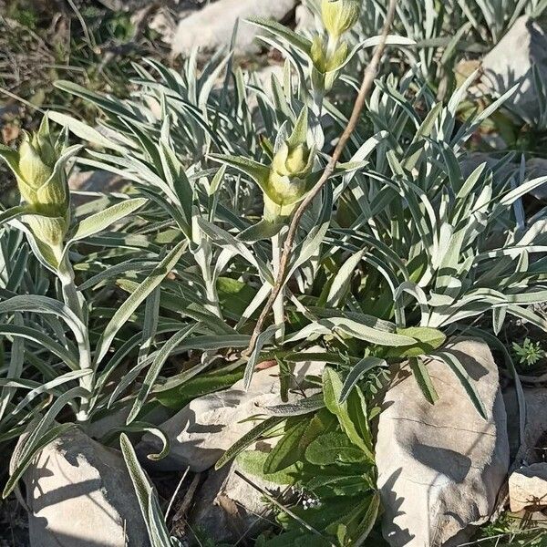 Phlomis lychnitis Çiçek