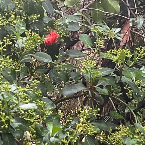 Psychotria capensis Flower