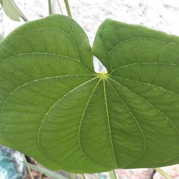 Dioscorea bulbifera Folio