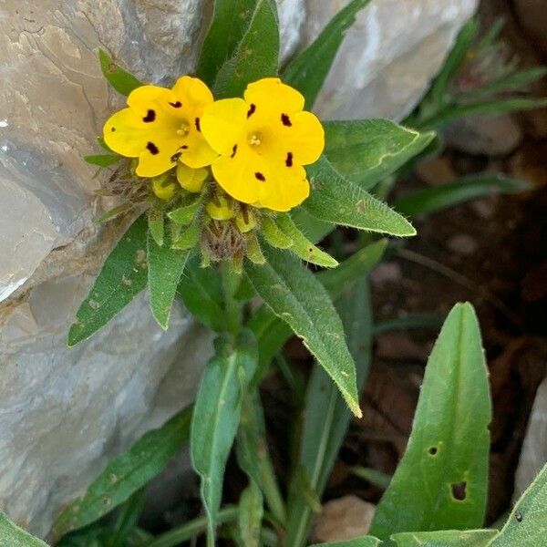 Arnebia pulchra Flower