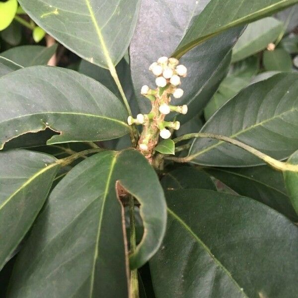 Dendropanax cuneatus Flower