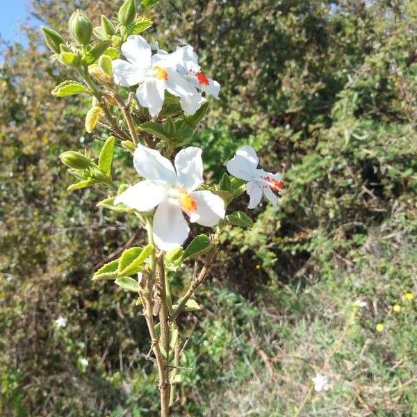 Hibiscus flavifolius Blomma