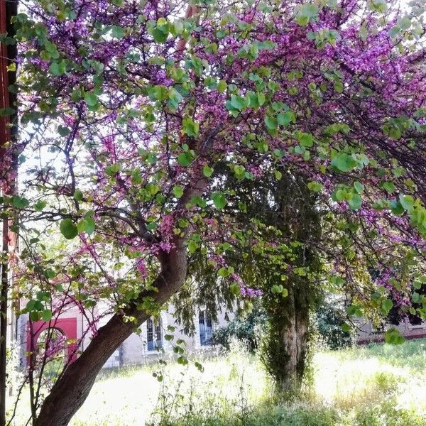 Cercis siliquastrum Vekstform