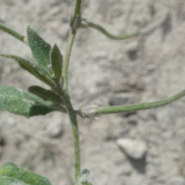 Strigosella africana Blad